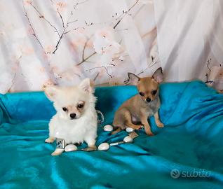Chihuahua cuccioli