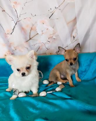 Chihuahua cuccioli