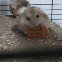 Criceti russi - razza argente