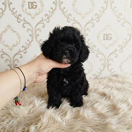Maltipoo coreano Toy total black mismark brindle