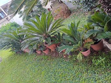 cicas per arredo giardino 