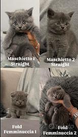 Cuccioli scottish fold & straight