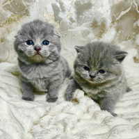 Gattini Scottish Blue pedigree ENFI