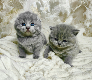 Gattini Scottish Blue pedigree ENFI