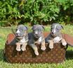 american-pitbull-terrier-tricolore