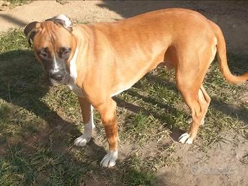 Adozione cane di 15 mesi