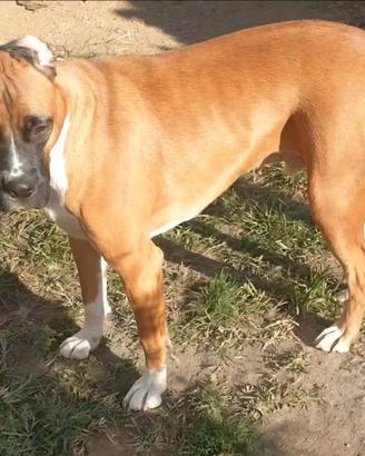 Adozione cane di 15 mesi