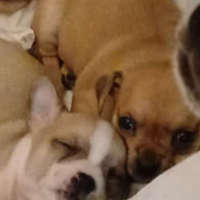 Cucciolo di chihuahua maschio