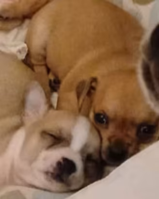 Cucciolo di chihuahua maschio