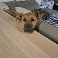Marrone cucciolo maschio
