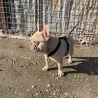 Stallone bulldog francese