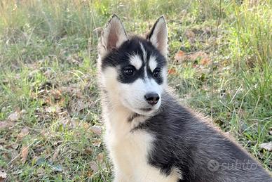 Cucciola Siberian Husky