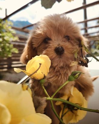 Disp Maltipoo