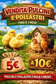 Pulcini pollastri galline