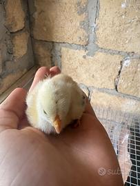 Pulcini brahma fulvo columbia