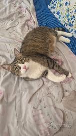 Gattina di 7 anni