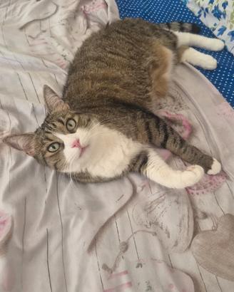 Gattina di 7 anni