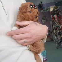 Barboncini toy red femmina