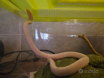 Serpente del grano Palmetto Amel