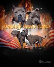 Amstaff blue