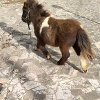 Mini pony Paint maschietto