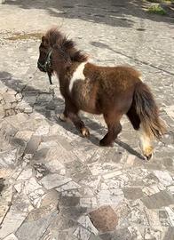 Mini pony Paint maschietto