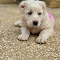 Cuccioli di pastore Asia centrale Alabay