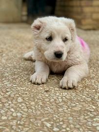 Cuccioli di pastore Asia centrale Alabay