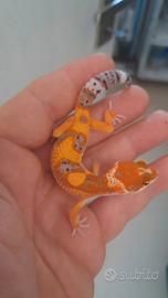 Geco leopardino