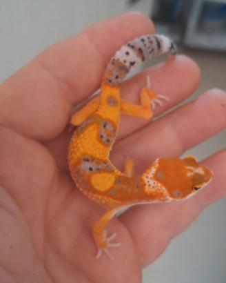 Geco leopardino