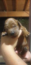 meravigliosi cuccioli di genitori setter irlandese