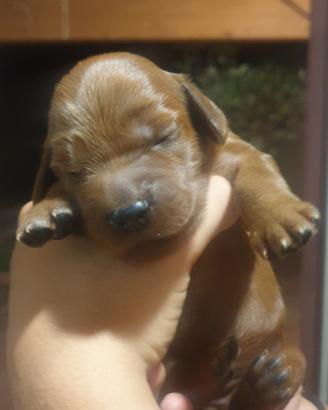 meravigliosi cuccioli di genitori setter irlandese