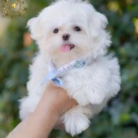 Dolcissimi cuccioli Maltese