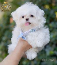 Dolcissimi cuccioli Maltese
