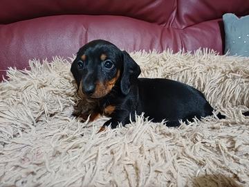 Bassotti kaninchen/nano piccoli