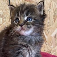 Cuccioli Maine Coon