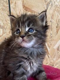 Cuccioli Maine Coon