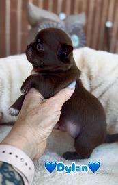Chihuahua piccolo maschio cioccolato