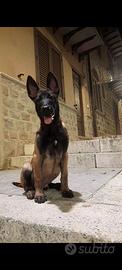 Pastore belga malinois