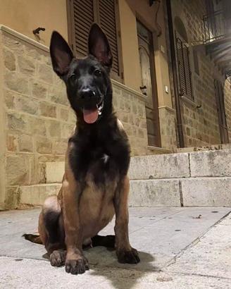 Pastore belga malinois