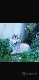 Husky siberiano