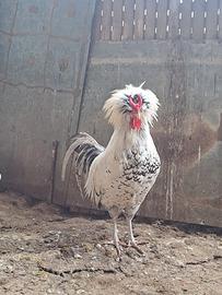 Cornuti ciuffati