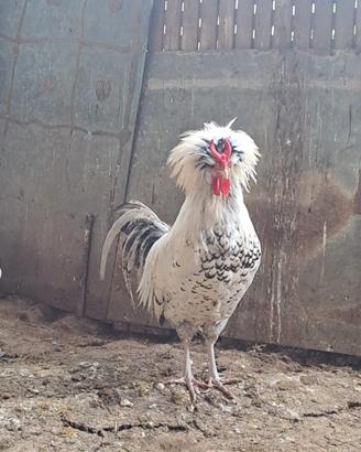 Cornuti ciuffati