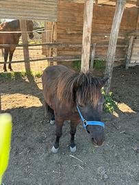 Pony femmina