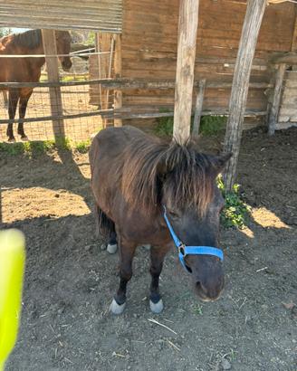 Pony femmina