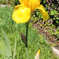 5 Rizomi Iris Germanica Varieta' Antica