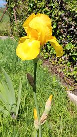 5 Rizomi Iris Germanica Varieta' Antica
