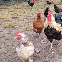 Galline ovaiole e Galli