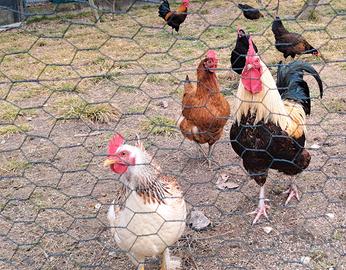 Galline ovaiole e Galli