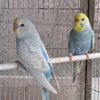 Coppie cocorite